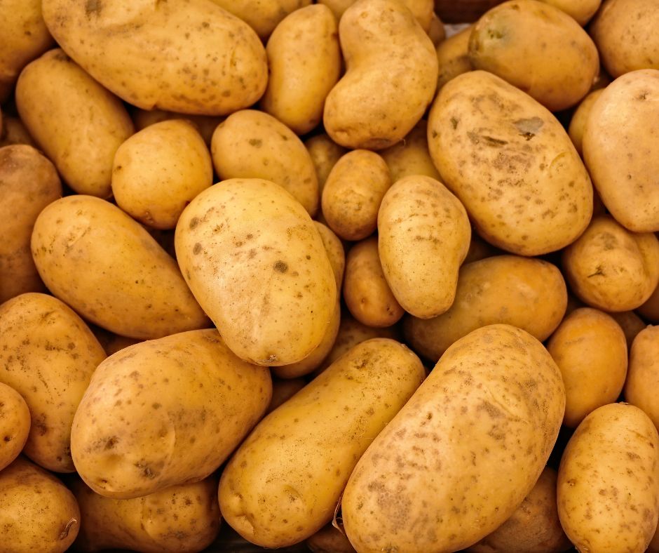 Märtsikuuga lõppesid 2024. aasta kartuli-ringmädaniku (Clavibacter sepedonicus), kartuli- pruunbaktermädaniku (Ralstonia solanacearum), Epitrix spp. ja kartuliv
