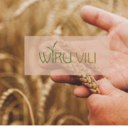 Wiru Vili TÜ