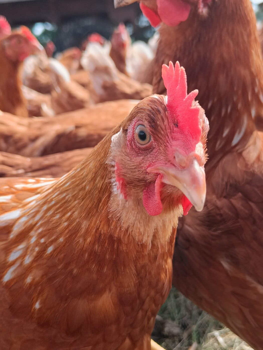 Põllumajandus- ja Toiduamet kehtestab üle-eestilise lindude väljas pidamise piirangud lindude gripi tõkestamiseks. Euroopa Toiduohutusameti (EFSA) hinnangul on 